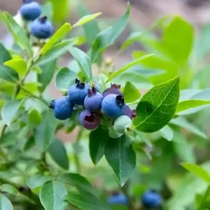 비아그라 사이트 검색 시 알아야 할 처방 의약품 규정