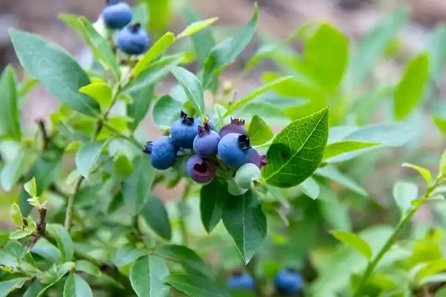 비아그라 사이트 검색 시 알아야 할 처방 의약품 규정